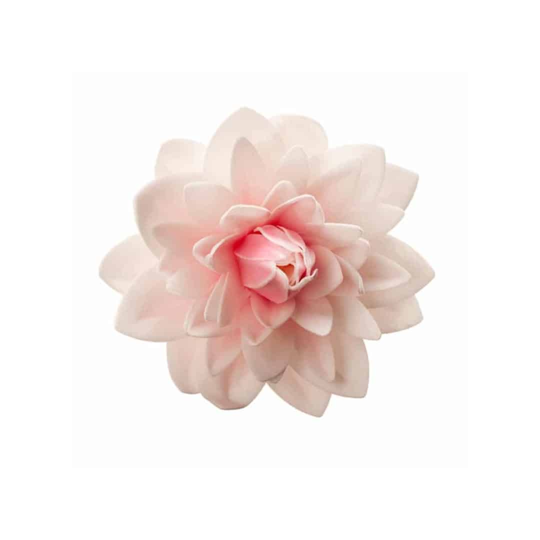 giant wafer-dah flower