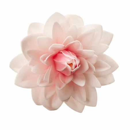 giant wafer-dah flower