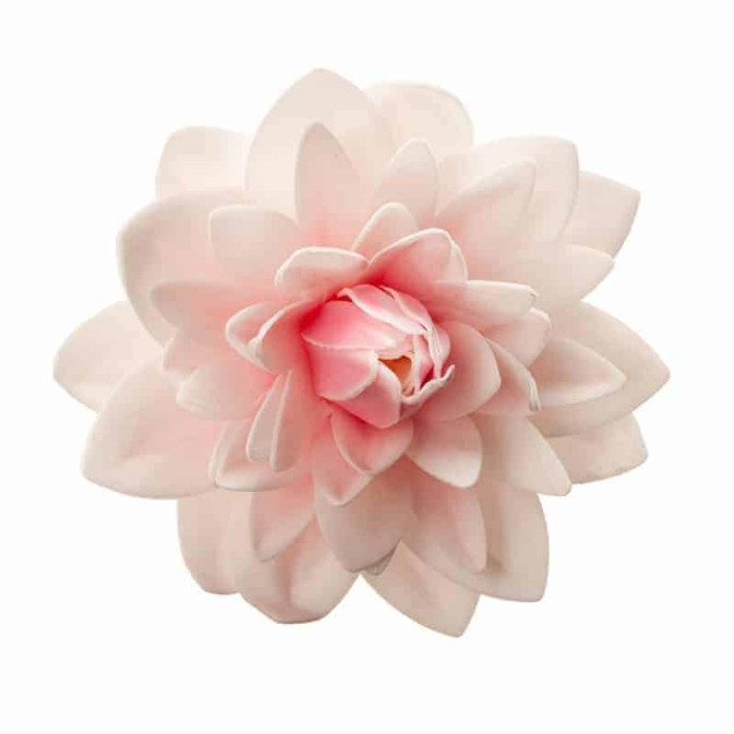 giant wafer-dah flower