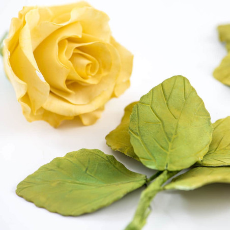 4-rose-leaf-cutters