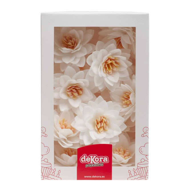 white-lotus-flowers-in-matzo