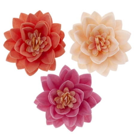 15-lotus-flowers-in-matzo