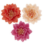 15-lotus-flowers-in-matzo