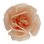 magnolia-flower-in-matzo-cake-deco