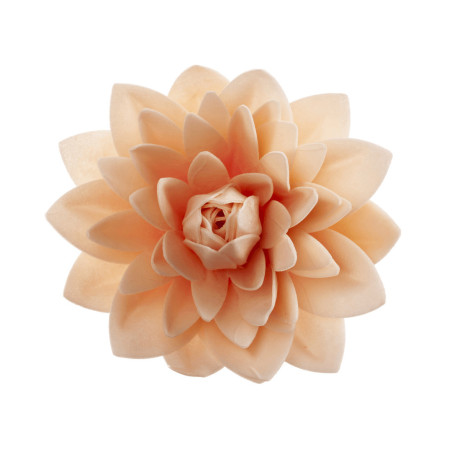 pastel dahlia