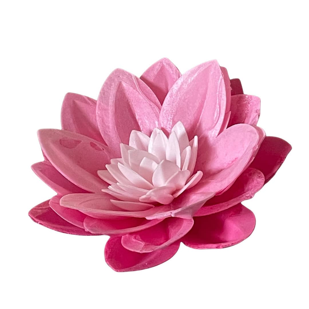 pink wafer water lily