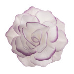 White wafer flower with purple outline