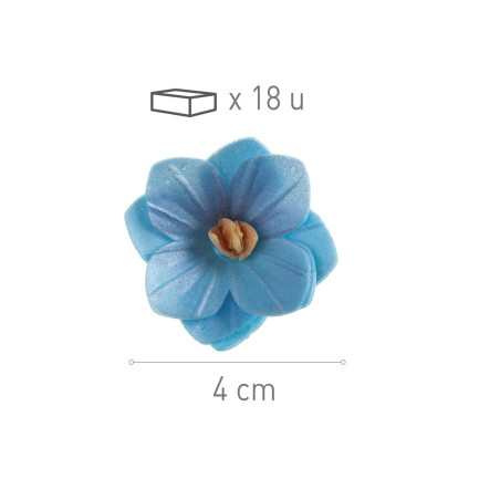 blue wafer flower