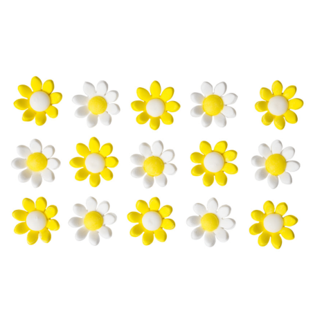 White and yellow sugar daisy