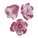 6 pink magnolias in wafer paper