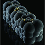 mold-atomic-Pavoni