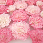 modeling-carnations-in-sugar-paste